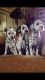 Dalmatian Puppies for sale in Visalia, CA, USA. price: NA