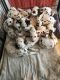 Dalmatian Puppies for sale in Pondfield Rd, Bronxville, NY 10708, USA. price: NA