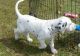 Dalmatian Puppies for sale in Houston, TX, USA. price: NA