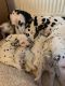 Dalmatian Puppies for sale in Pondfield Rd, Bronxville, NY 10708, USA. price: NA