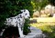 Dalmatian Puppies for sale in Gillette, WY, USA. price: $600