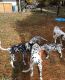 Dalmatian Puppies for sale in Phoenix, AZ, USA. price: $500