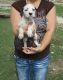 Dalmatian Puppies for sale in Roderfield, WV 24828, USA. price: NA