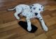 Dalmatian Puppies for sale in Waco, TX, USA. price: NA