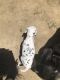Dalmatian Puppies for sale in Otay Mesa, San Diego, CA, USA. price: NA