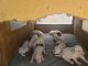 Dalmatian Puppies for sale in Pomona, CA, USA. price: $300