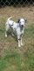 Dalmatian Puppies for sale in Stratford, CT, USA. price: NA