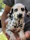 Dalmatian Puppies for sale in Rio Grande City, TX 78582, USA. price: NA