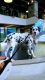 Dalmatian Puppies for sale in Roseland, NJ, USA. price: $99