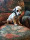 Dalmatian Puppies for sale in Corydon, IN 47112, USA. price: $400