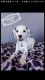 Dalmatian Puppies for sale in Weatherford, TX, USA. price: NA
