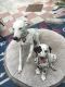 Dalmatian Puppies for sale in Seminole, FL, USA. price: $800