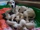 Dalmatian Puppies for sale in Satsuma, AL, USA. price: $700