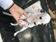 Dalmatian Puppies for sale in Gainesville, GA, USA. price: $150