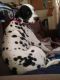 Dalmatian Puppies for sale in Greeley, CO 80631, USA. price: $800
