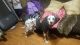 Dalmatian Puppies for sale in Mt. Juliet, TN, USA. price: NA