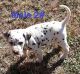 Dalmatian Puppies for sale in Elkmont, AL 35620, USA. price: NA