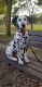 Dalmatian Puppies for sale in Owatonna, MN 55060, USA. price: NA