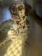 Dalmatian Puppies for sale in Centreville, VA, USA. price: $600