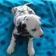 Dalmatian Puppies for sale in Paducah, KY, USA. price: $500