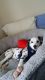 Dalmatian Puppies for sale in Richmond, VA, USA. price: NA