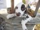 Dalmatian Puppies for sale in Kalamazoo, MI, USA. price: NA