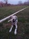 Dalmatian Puppies for sale in Whitney, TX 76692, USA. price: NA