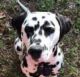 Dalmatian Puppies for sale in Raleigh, NC, USA. price: NA