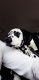 Dalmatian Puppies for sale in Coral Springs, FL, USA. price: NA