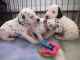 Dalmatian Puppies for sale in Los Angeles, CA, USA. price: $500