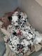 Dalmatian Puppies for sale in San Ysidro, San Diego, CA, USA. price: $900