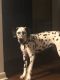 Dalmatian Puppies for sale in Starke, FL 32091, USA. price: NA