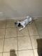 Dalmatian Puppies for sale in 10908 Worn Sole Dr, Austin, TX 78754, USA. price: NA