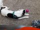 Dalmatian Puppies for sale in Oxon Hill, MD, USA. price: NA