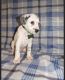 Dalmatian Puppies for sale in Del Mar, CA 92014, USA. price: NA