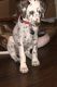 Dalmatian Puppies for sale in Baltimore, MD 21224, USA. price: NA