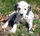 Dalmatian Puppies for sale in Milwaukee, WI, USA. price: NA