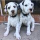 Dalmatian Puppies for sale in California City, CA, USA. price: $700