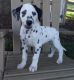 Dalmatian Puppies for sale in Texas City, TX, USA. price: NA