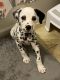 Dalmatian Puppies for sale in Saugus, MA, USA. price: $2,000