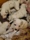 Dalmatian Puppies for sale in Lock Haven, PA 17745, USA. price: NA