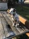 Dalmatian Puppies for sale in Akron, OH, USA. price: NA
