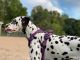 Dalmatian Puppies for sale in Ridgefield Park, NJ, USA. price: $1,200
