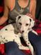 Dalmatian Puppies for sale in Cleveland, OH, USA. price: $800