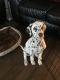 Dalmatian Puppies for sale in Norcross, GA, USA. price: $700