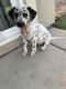 Dalmatian Puppies for sale in Montclair, CA 91762, USA. price: NA