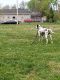 Dalmatian Puppies for sale in Detroit, MI, USA. price: NA