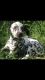 Dalmatian Puppies for sale in Cleveland, OH, USA. price: NA