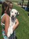 Dalmatian Puppies for sale in Hillsboro, WV, USA. price: NA