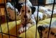 Dalmatian Puppies for sale in Ottawa, ON, Canada. price: NA
